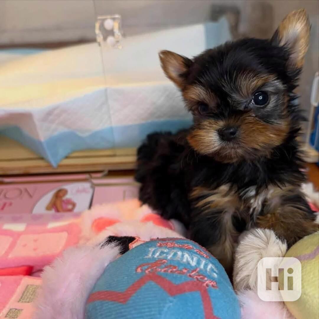 Štěňata Yorkshire teriéra WhatsApp: +34 691 11 04 90 - foto 1