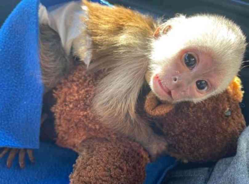 Roztomilé mládě kapucínské opice k adopci