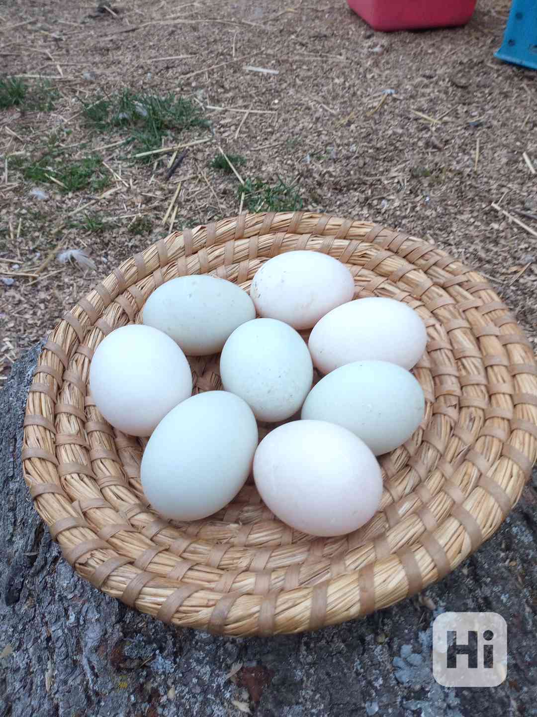 Prodám NV Indický běžec; kříženci (IB x Saská) 90%oplozenost - foto 1