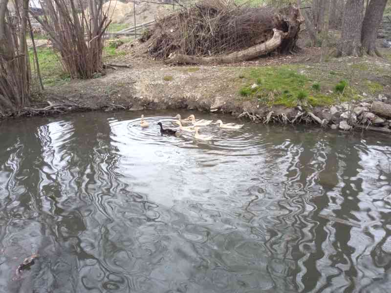 Prodám NV Indický běžec; kříženci (IB x Saská) 90%oplozenost - foto 4