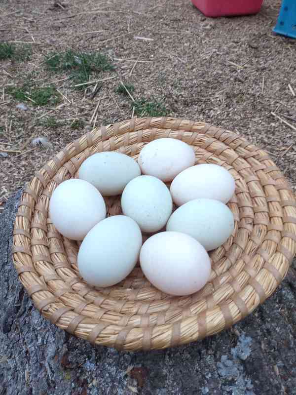 Prodám NV Indický běžec; kříženci (IB x Saská) 90%oplozenost - foto 1