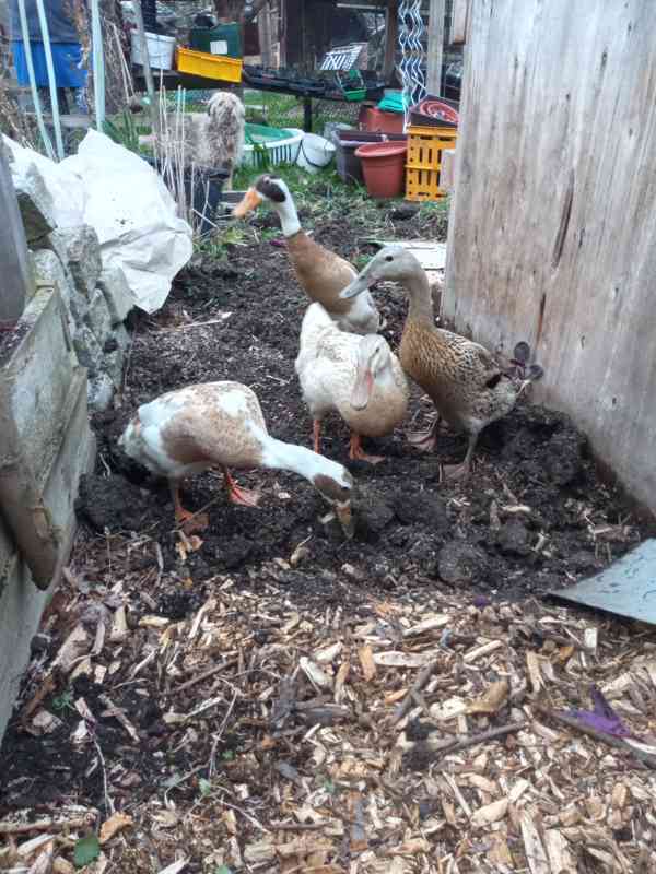 Prodám NV Indický běžec; kříženci (IB x Saská) 90%oplozenost - foto 2