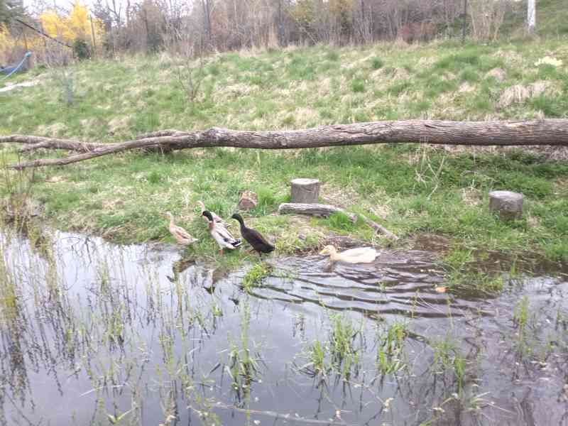 Prodám NV Indický běžec; kříženci (IB x Saská) 90%oplozenost - foto 5