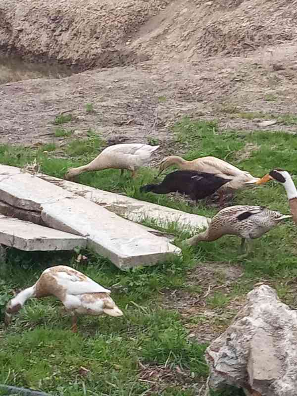 Prodám NV Indický běžec; kříženci (IB x Saská) 90%oplozenost - foto 6