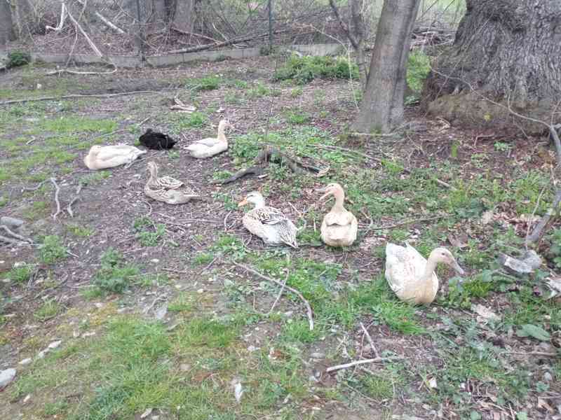 Prodám NV Indický běžec; kříženci (IB x Saská) 90%oplozenost - foto 3