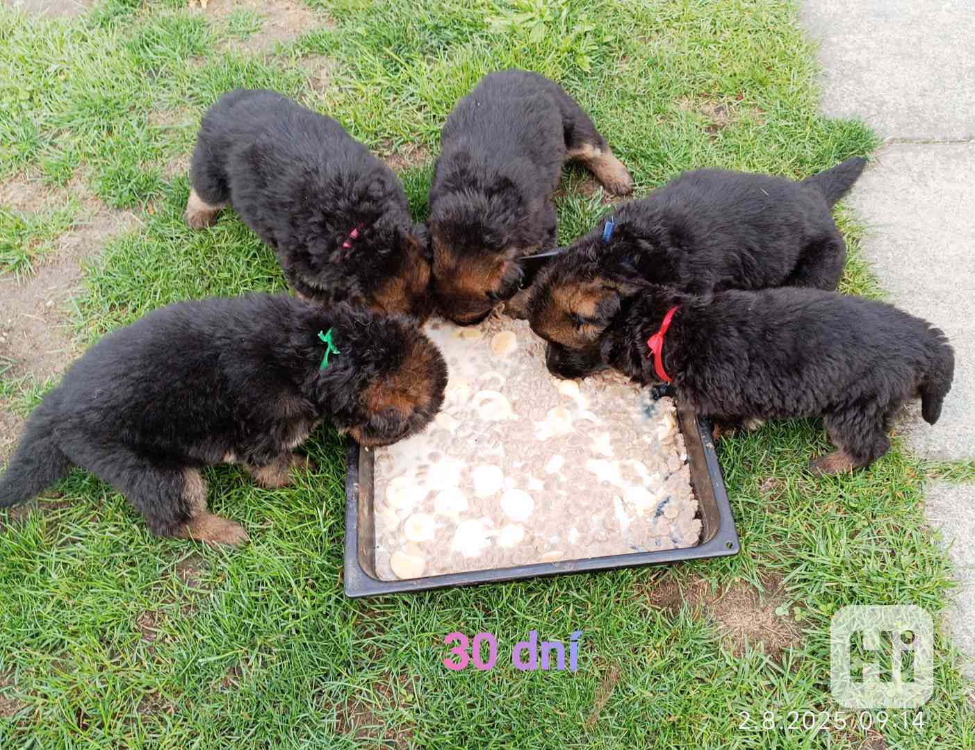 Nabídka štěňat německého ovčáka - foto 1