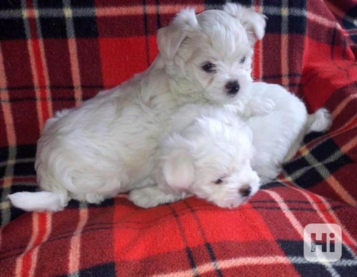 Mini Toy Cachorros Bichon Maltes - foto 1