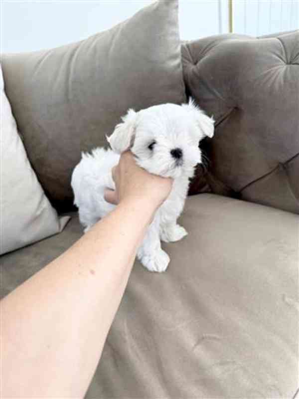 Mini Toy Cachorros Bichon Maltes - foto 2