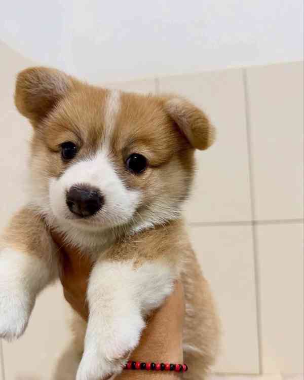 100% čistokrevná štěňata velšského corgi pembroke - foto 1