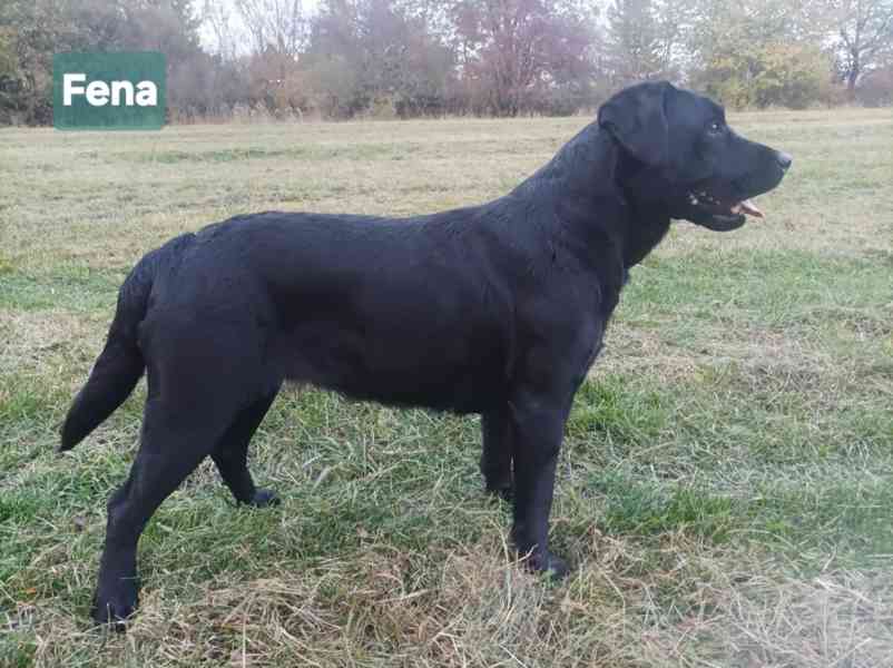 Labradorsky retriver s PP-šteňata  - foto 2