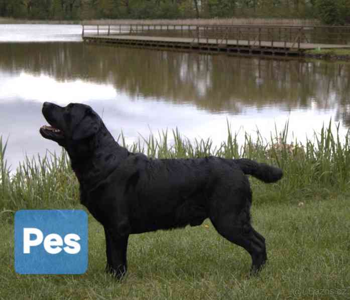 Labradorsky retriver s PP-šteňata  - foto 3