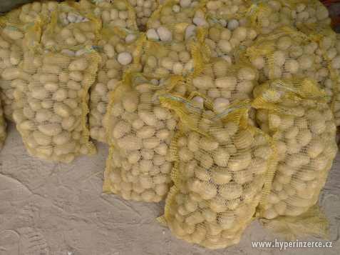 Prodám brambory NA USKLADNĚNÍ (5,50 kč/kg) - foto 1