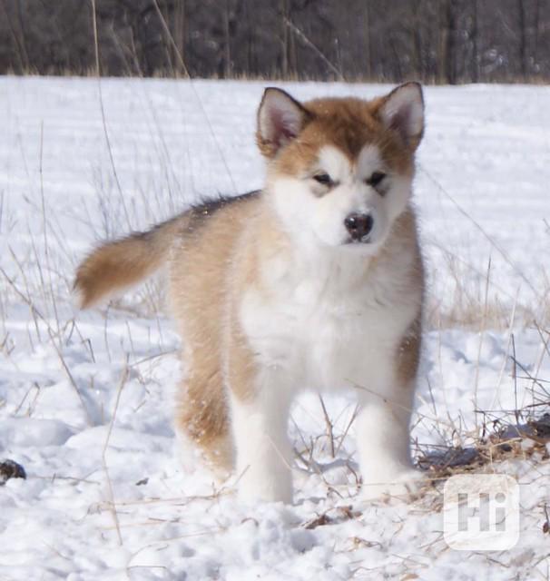 Štěňata aljašského malamuta - foto 1