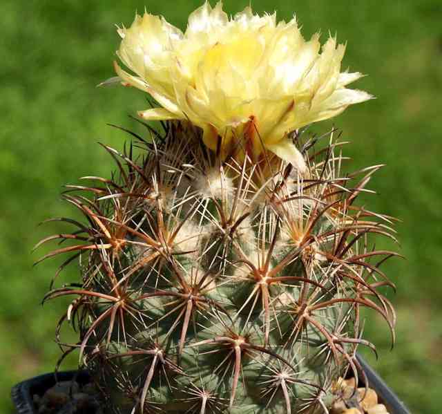 kaktus Coryphantha kracikii IDD 068/03