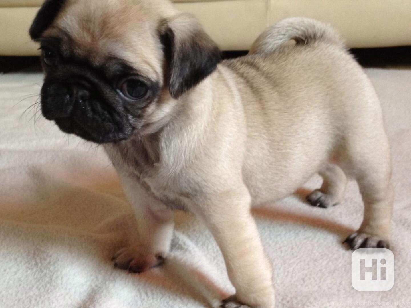 Štěňata mopse - foto 1