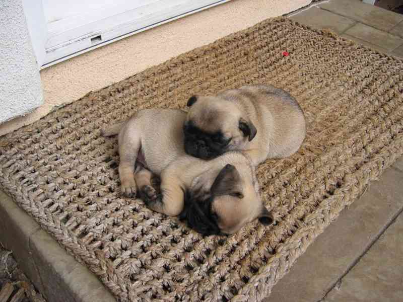 Štěňata mopse - foto 2