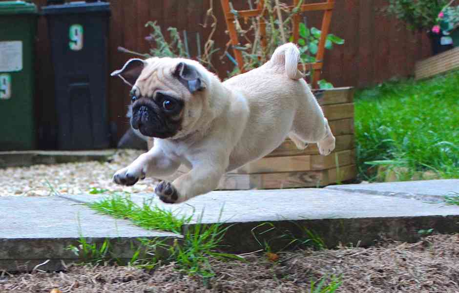 Štěňata mopse - foto 3