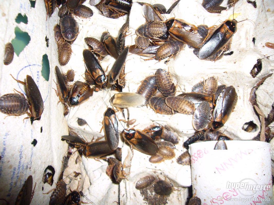 Prodám šváby (Blaptica Dubia) z domácího chovu - foto 1