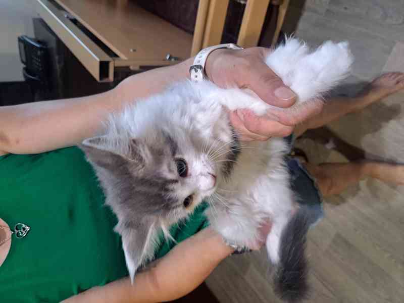 Nádherná 1 kočička a 4 kocourci Mainské Mývalí  - foto 4
