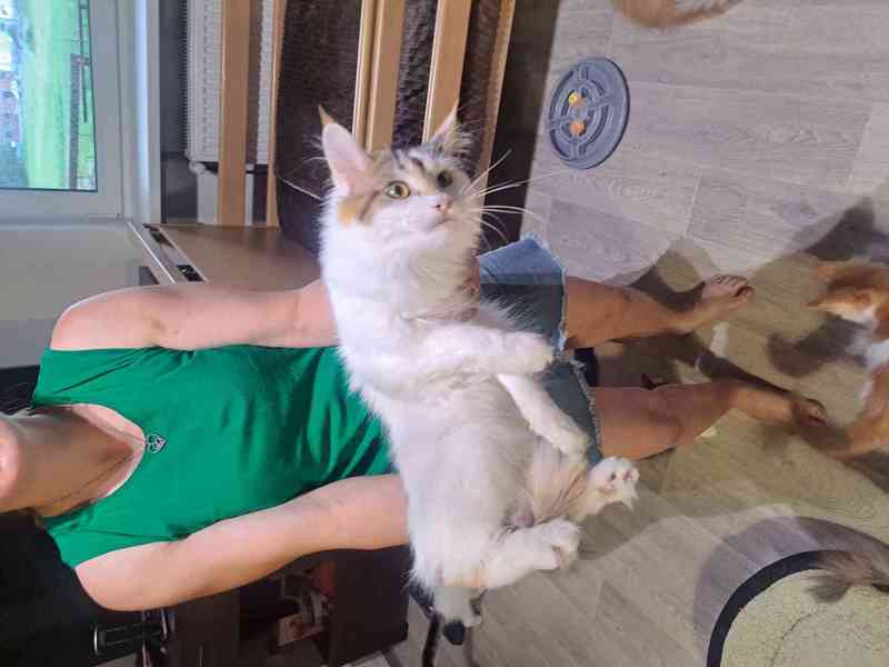 Nádherná 1 kočička a 4 kocourci Mainské Mývalí  - foto 7