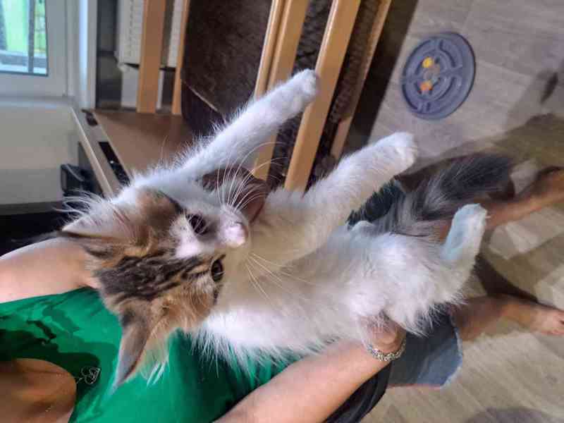 Nádherná 1 kočička a 4 kocourci Mainské Mývalí  - foto 1