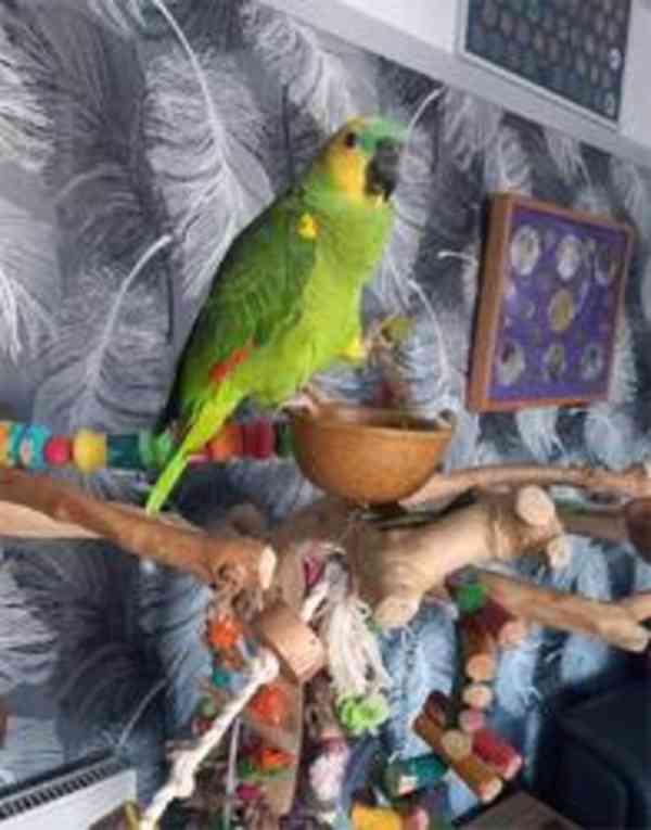 Amazonští papoušci k dispozici