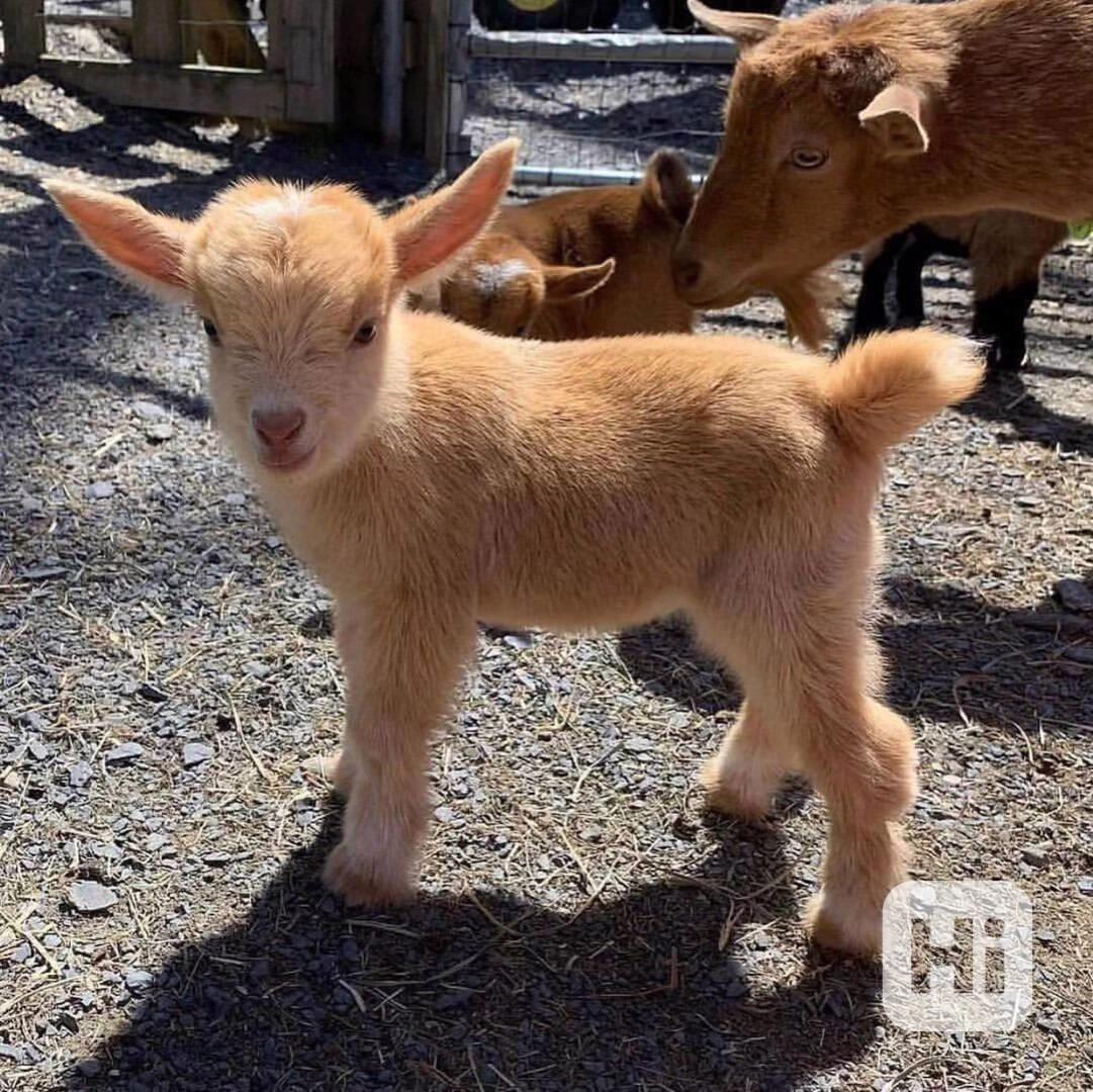 Prodám zdravé kozy! - foto 1