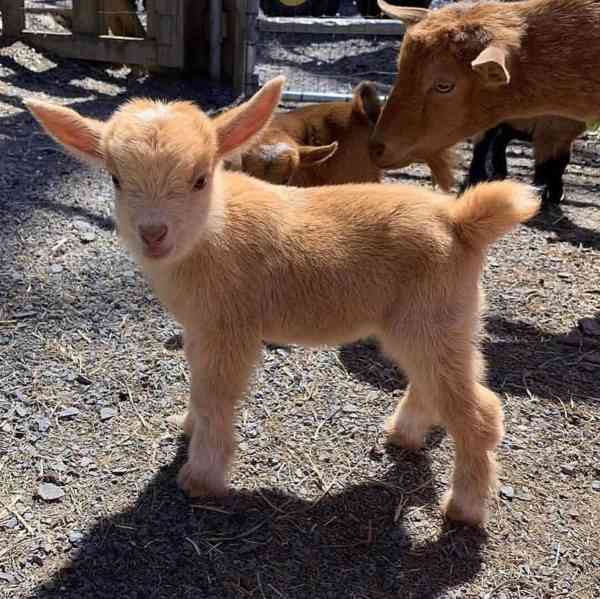 Prodám zdravé kozy!