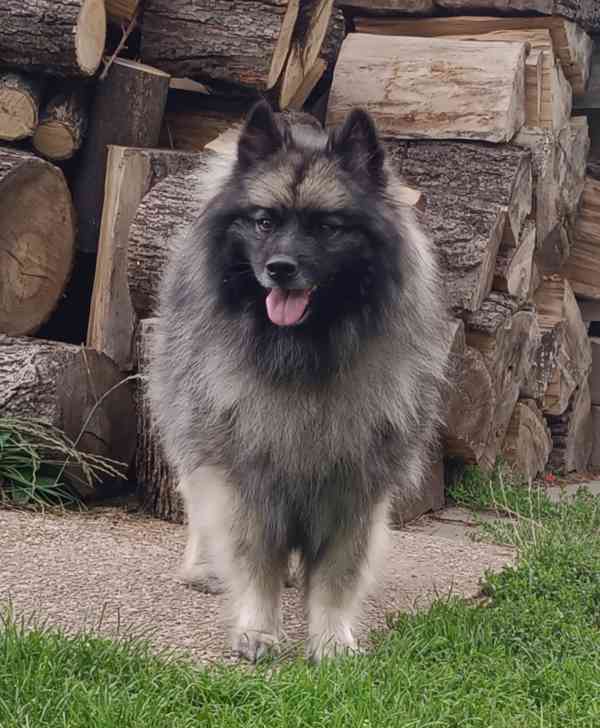 Německý špic vlčí / keeshond prodám štěňata s PP - foto 8