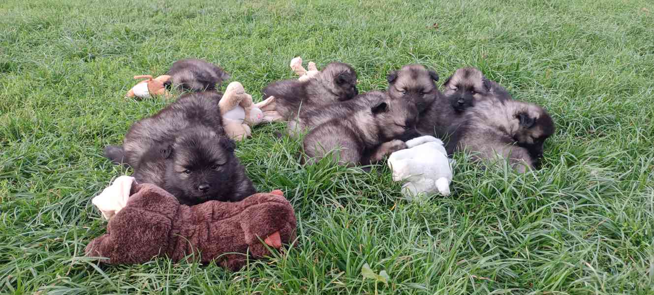 Německý špic vlčí / keeshond prodám štěňata s PP - foto 4