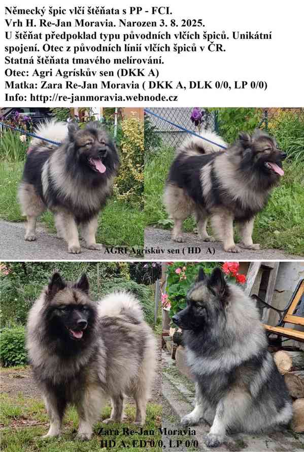 Německý špic vlčí / keeshond prodám štěňata s PP - foto 5