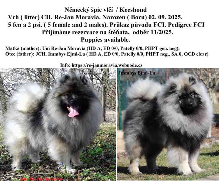 Německý špic vlčí / keeshond prodám štěňata s PP - foto 9