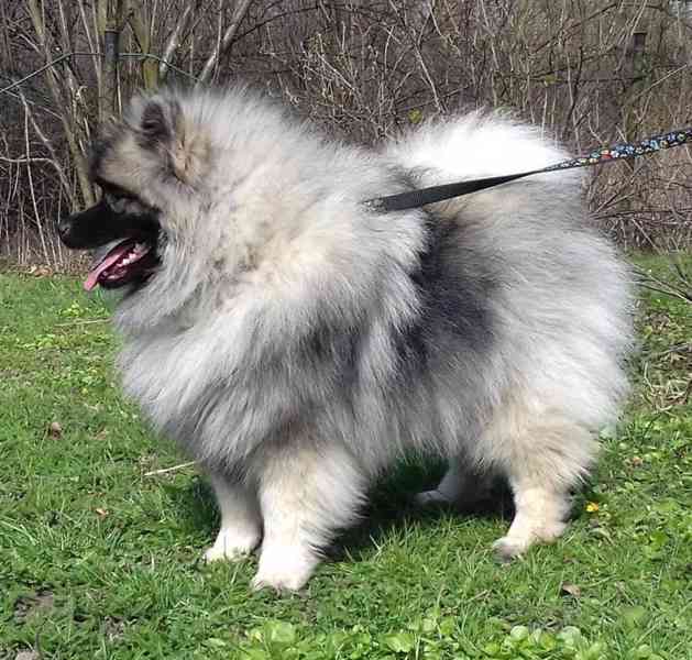 Německý špic vlčí / keeshond prodám štěňata s PP - foto 14