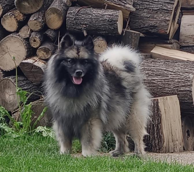 Německý špic vlčí / keeshond prodám štěňata s PP - foto 7