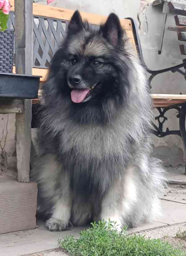 Německý špic vlčí / keeshond prodám štěňata s PP - foto 6