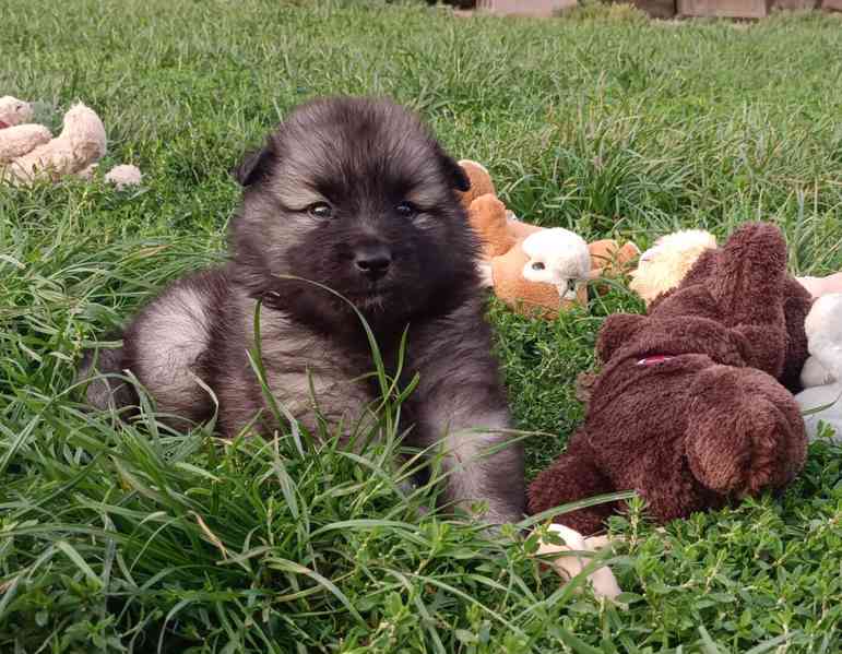 Německý špic vlčí / keeshond prodám štěňata s PP - foto 2