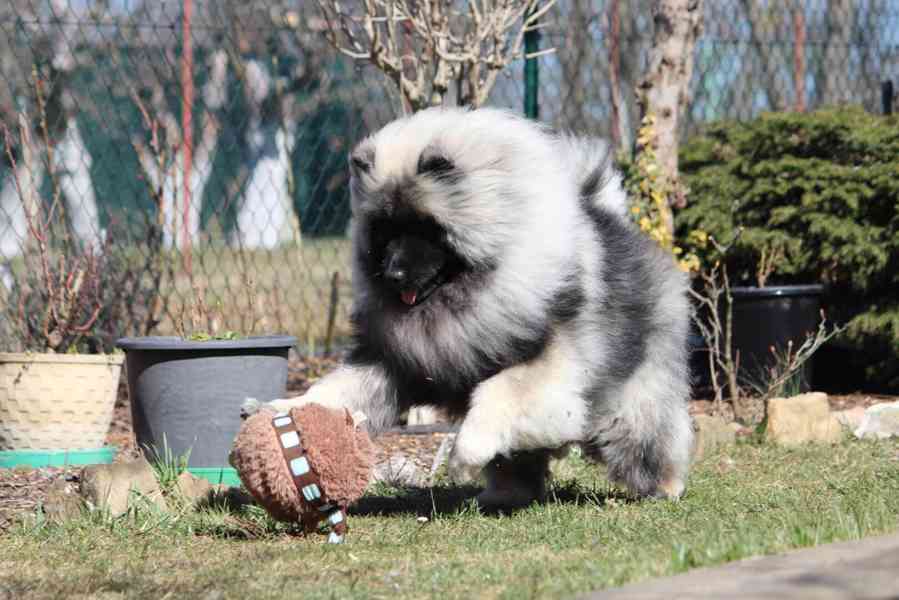 Německý špic vlčí / keeshond prodám štěňata s PP - foto 11