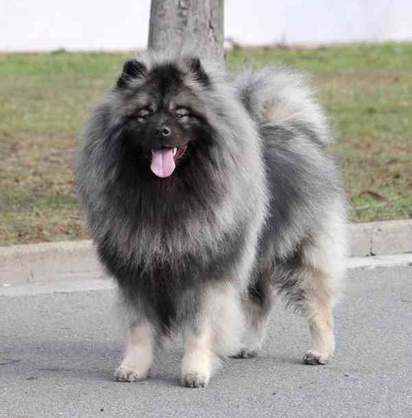 Německý špic vlčí / keeshond prodám štěňata s PP - foto 16