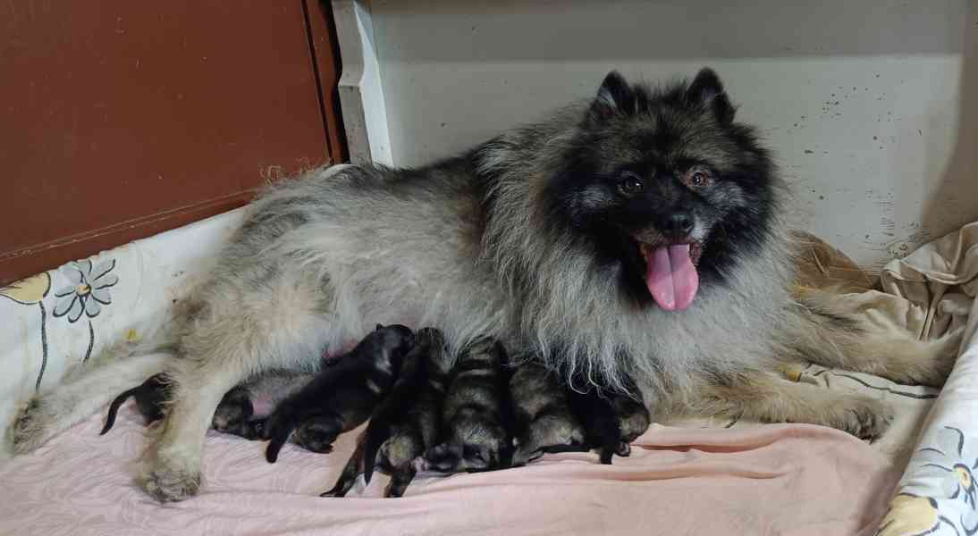 Německý špic vlčí / keeshond prodám štěňata s PP - foto 10