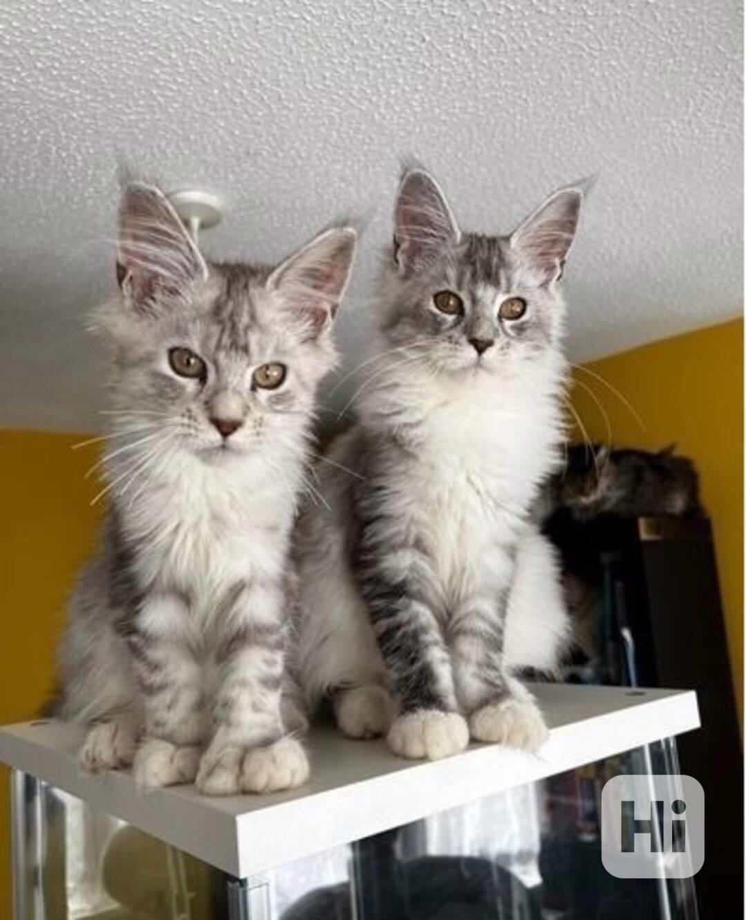 okouzlující kočky plemene Maine Coon hledají novou rodinu - foto 1