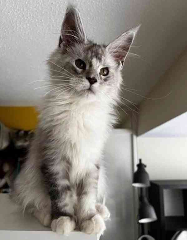 okouzlující kočky plemene Maine Coon hledají novou rodinu - foto 2