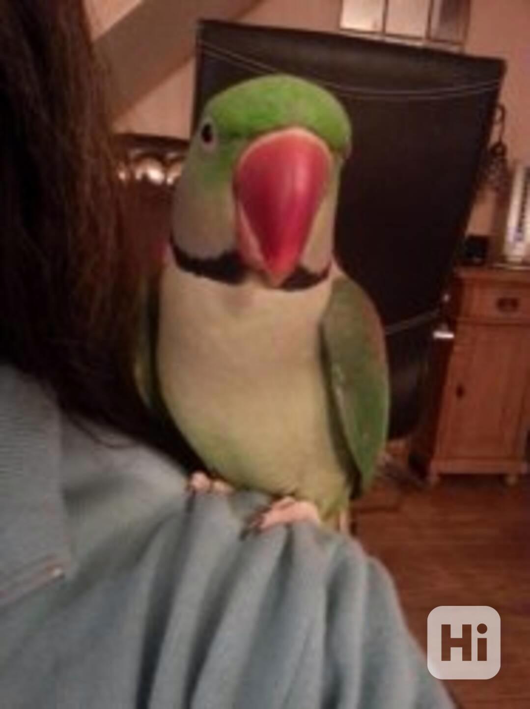 Krásný samec papouška Alexandra - foto 1