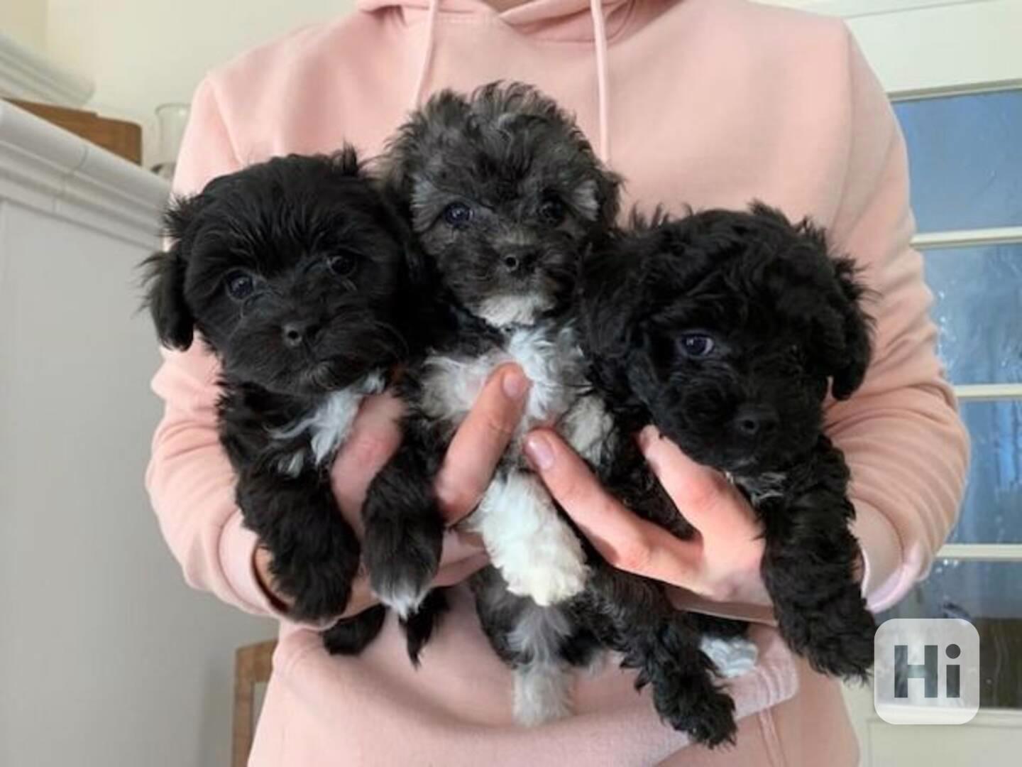 Boloňský psík - foto 1