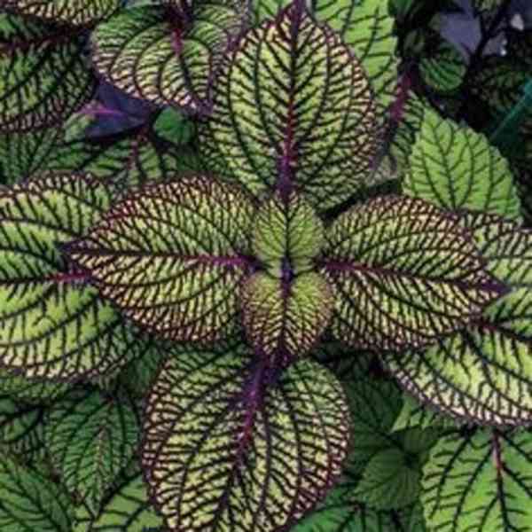 Plectranthus purpuratus - foto 1