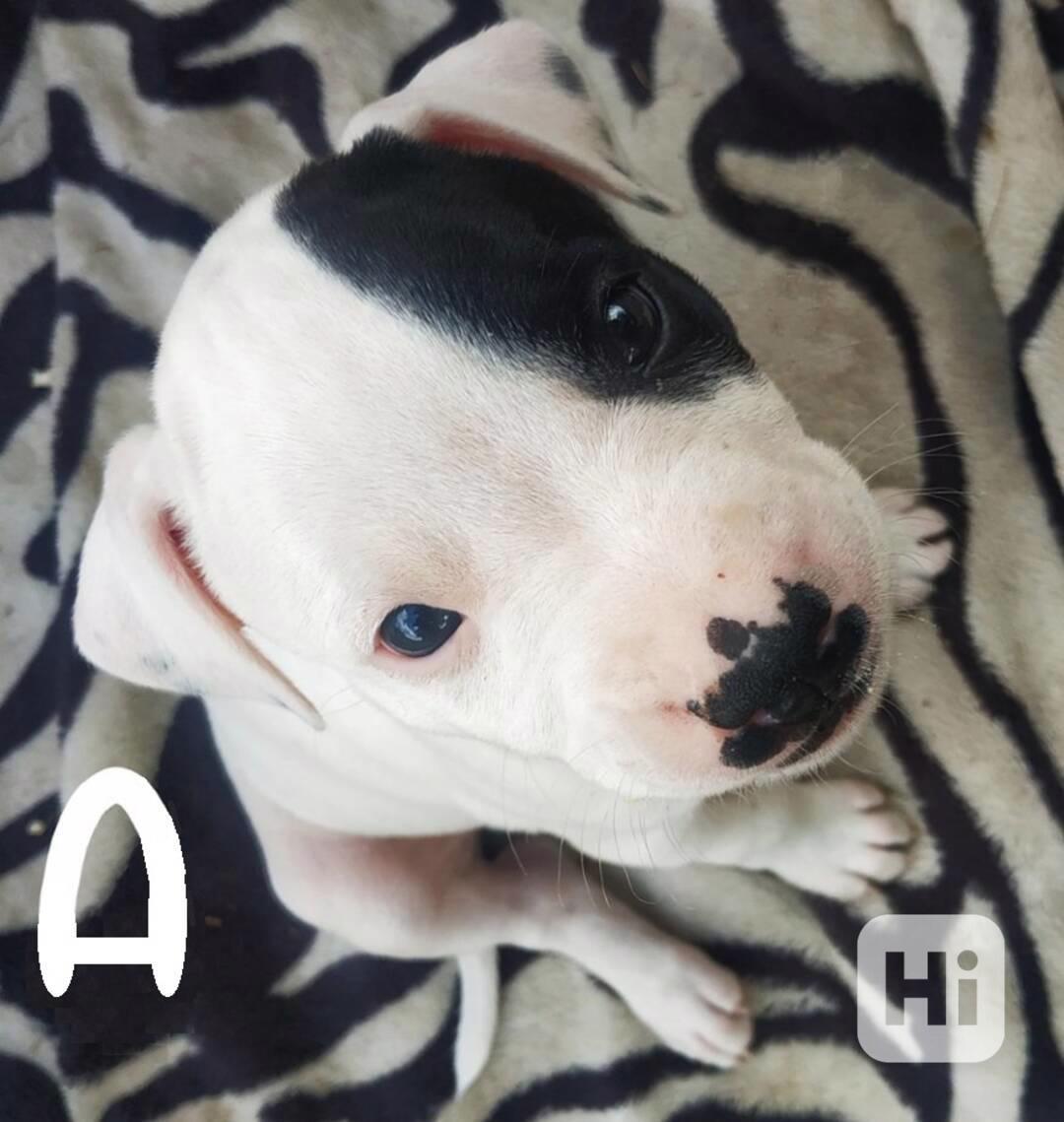 Štěňata americký pitbulteriér - foto 1