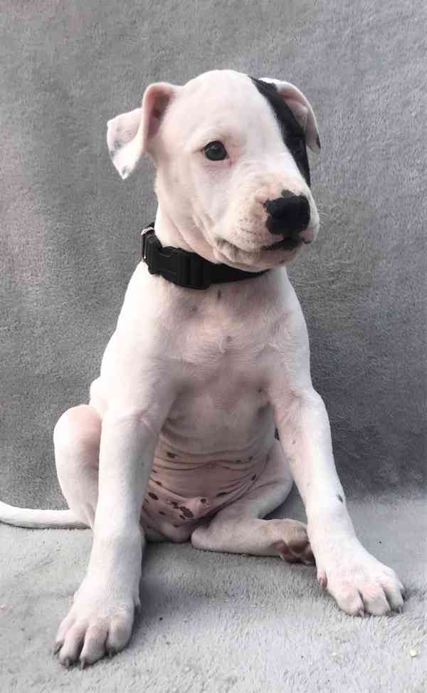 Štěňata americký pitbulteriér - foto 11