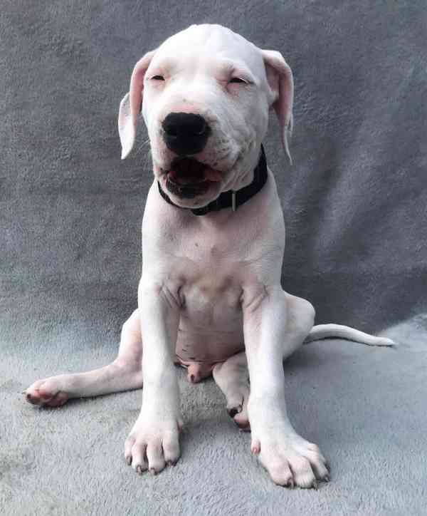 Štěňata americký pitbulteriér - foto 10