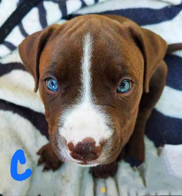 Štěňata americký pitbulteriér - foto 4