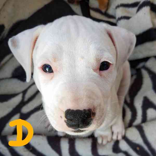 Štěňata americký pitbulteriér - foto 2