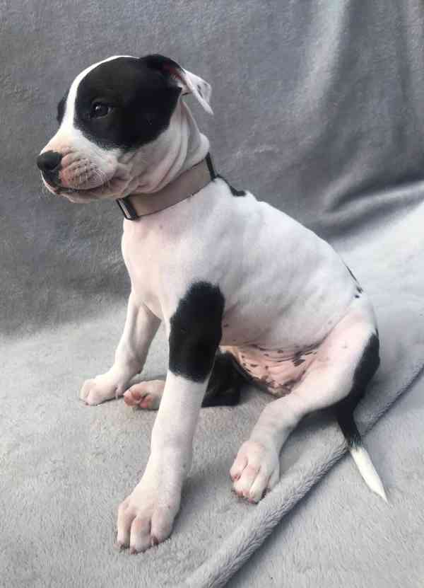 Štěňata americký pitbulteriér - foto 6